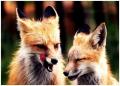 Foxes-fox-1326151-800-575