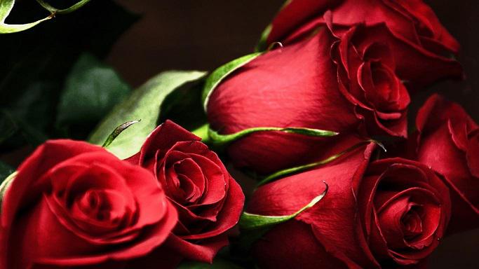 red-rose-bouquet,1366x768,52338